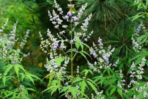  #南方#南方农村常见的一种野草，远看像薰衣草，作用很多摘回家