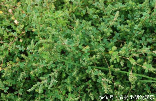 被农民忽略的鸡眼草，是一种珍贵的中药材，市面上一斤50遭疯抢