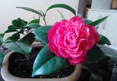  「盆栽」茶花盆栽做到这几点，只要坚持做到以上7点，花开爆盆！