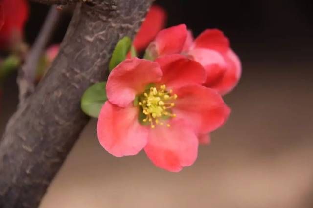  「西府海棠」人间最美四月天，百花齐放争鸣时，唯有海棠最妖娆！