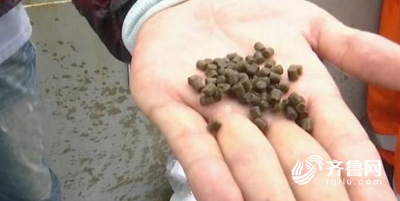  台风@这就是山东｜抗得住台风，防得了鲨鱼！揭秘世界最大深海渔