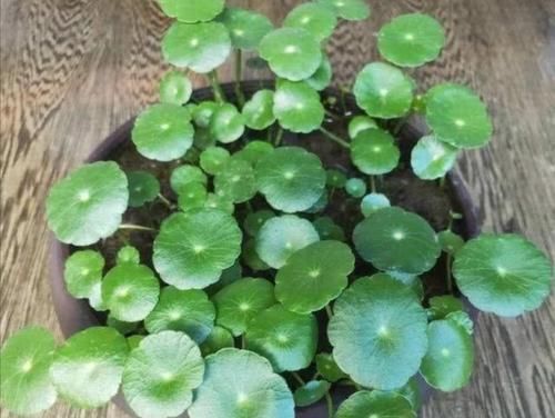 #韵味#养花不用买,4种野草做成盆栽,既美观又具自然韵味
