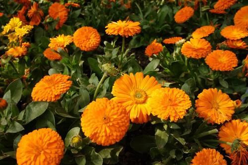  #轻松#5款漂亮的小菊花，花开成花球，放在阳台就爆满，养护很轻松