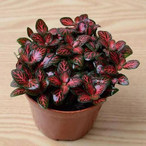 『适合』家庭6种耐阴植物的排行榜,哪种是你养死的?