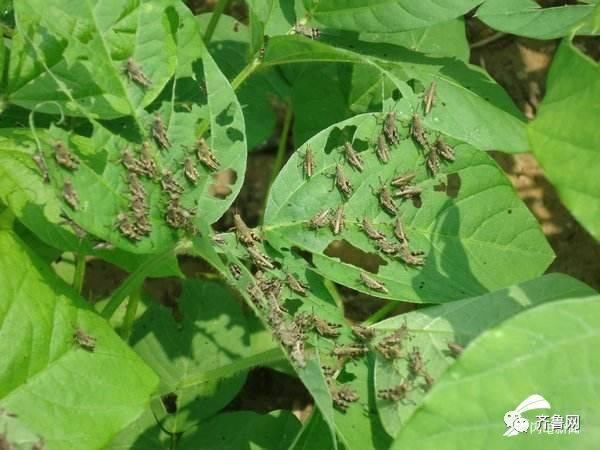  无人机■山东专家紧急赴“巴铁”灭蝗！曾开发蝗虫地图，用上飞机和无人机