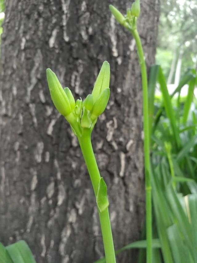  枚萱草花|掐花的人与喂猫的人