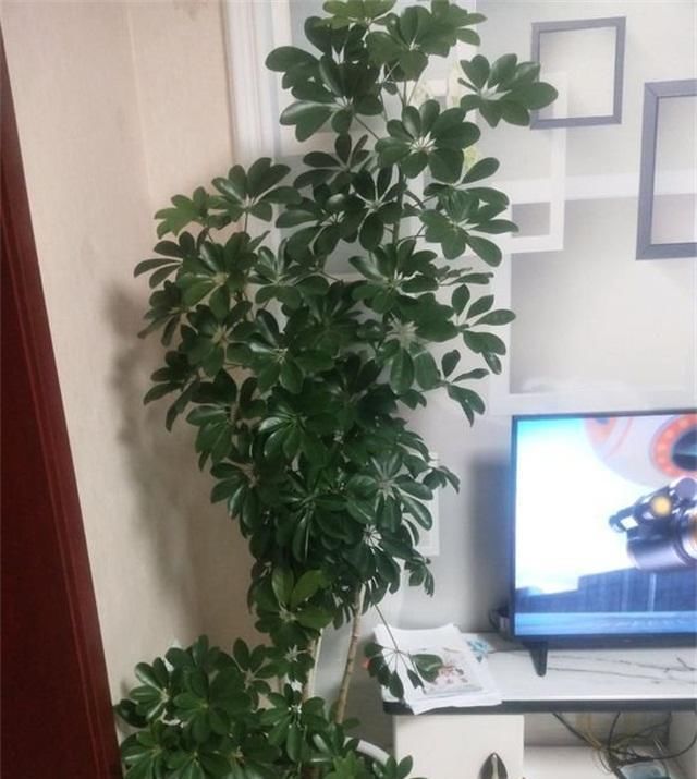  「盆栽」3种盆栽，个个吸废气，既好看又好养，我就养了5盆