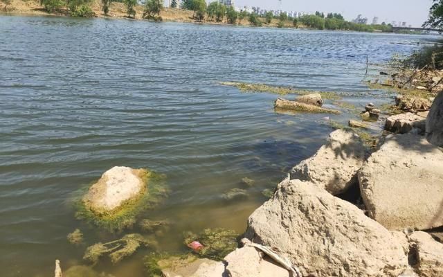  [解码]咋都不聊钓鲫鱼了？解码夏季大鲫鱼的生理特征，懂了就不难钓了