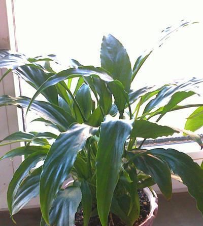  直射光|养花光照很重要，直射光、散射光有何区别？该怎么利用？