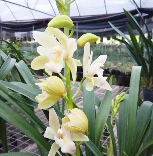  「极具」被誉为是最香的兰花品种，极具仙气，花色艳丽，比香水还香
