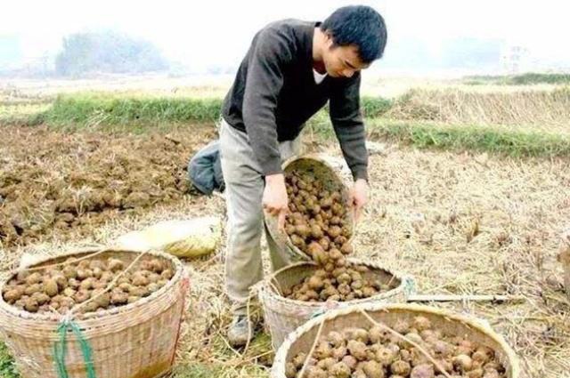 以前农村人不喜欢吃的它，如今农民种植数十年，亩入过万元
