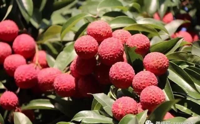 多人散播食品安全谣言被抓，转发再不敢手滑了？