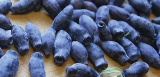  「野果」农村一野果被捧为“天价果”，农民种植后直呼：是坑啊