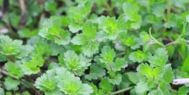 这种野草能够祛风除湿，过去农民见到就拔掉，殊不知如今很珍贵