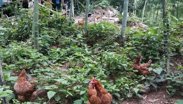 土鸡蛋和洋鸡蛋,土鸡和“养殖场的鸡”到底有没有区别?