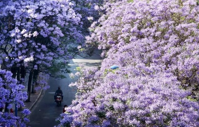  『公园』今年春天，想看蓝花楹！