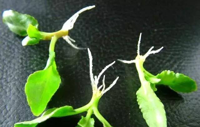 水里|这4种花,剪个枝插水里,10天就生根,当下季节最佳