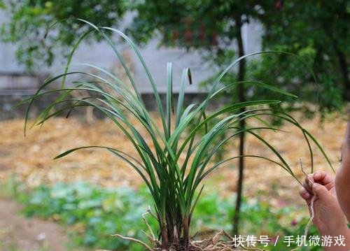  【特别】新手买兰花，这样选择，不然买一棵死一株，白白浪费钱