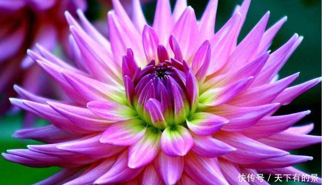 #天天#养花就养此5种,开花漂亮数量多,家里养一盆,天天都能赏花