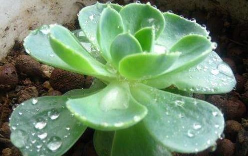  #浇水#“3种花”一浇水就能活，客厅养一盆，花朵一开就成“瀑布”