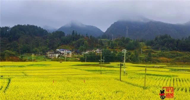  油菜花：一不小心，贵州黄平把春天打翻了