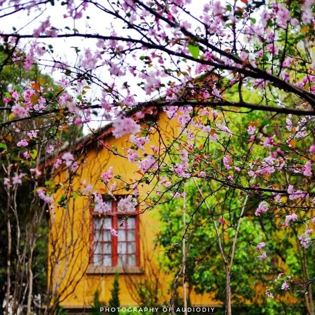 春天,中国最美10座大学,多想回去谈一场恋爱