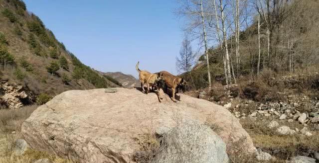 去巡山，草木白、青松翠、沙棘黄，初冬邂逅最美山色