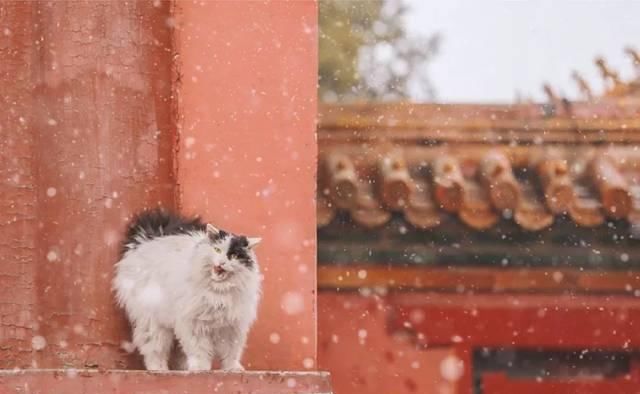 一年 30 多趟故宫，只为拍摄超赞「故宫猫咪图籍」！
