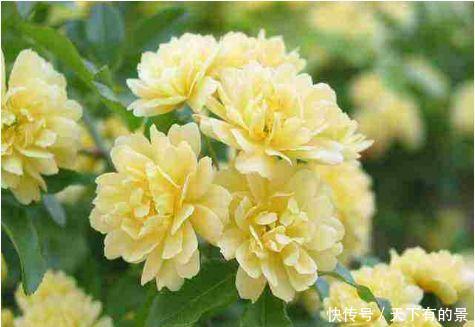 试试@爱上养花,那就试试3种花,花香好闻开花美,寓意吉祥花期长