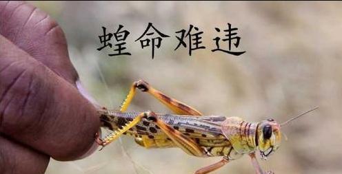  「我国」蝗灾已经到了印巴会不会蔓延到我国解决蝗灾有什么好办