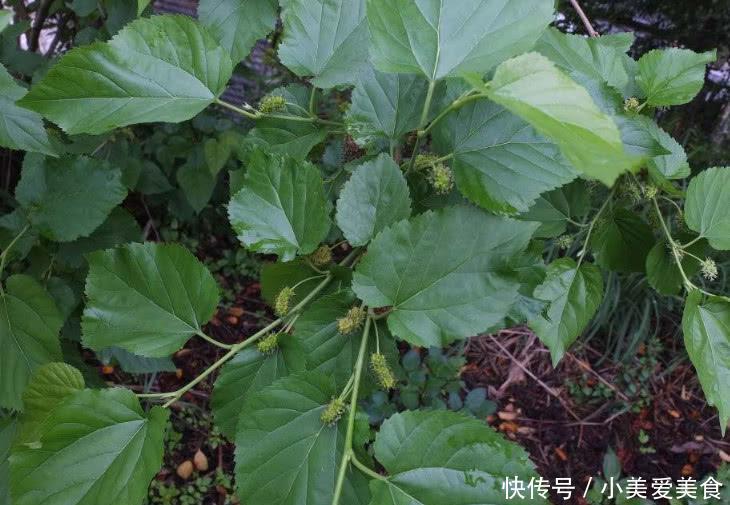 农村长在茅厕边上的1种小野果，全身都是宝，集市价格一斤十几块