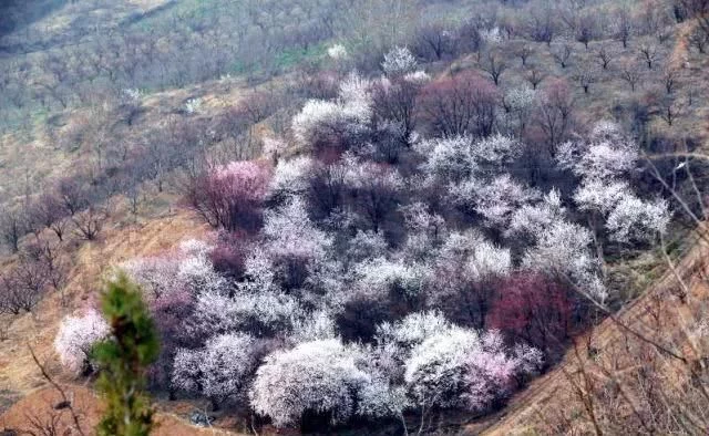 阳春三月,群芳争艳!来看西安这些“花花世界”的最佳踏春赏花指南