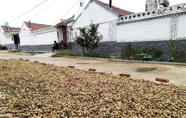  自制@农民自制打花生神器，86岁农村婆婆身手矫健！高手在农村