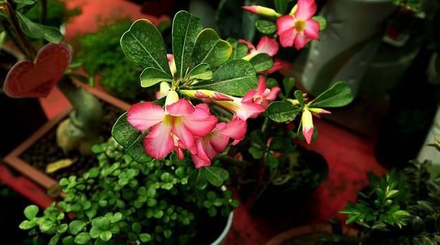 #短时间内就#3种“耐旱花”，1个月浇一次水，枝叶也能茂密旺盛，养花真省心！