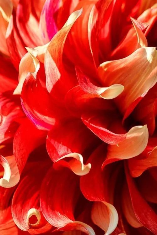 8种花卉摄影满分创意，带你走向摄影大神之路