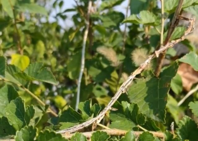  [小看]这种小蓬草在农村随处可见，千万别小看它的价值用途！你