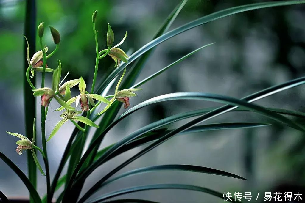  『生长期』兰花生长缓慢或停滞？莫急，也许是未到生长时