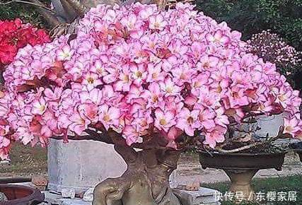 『虎皮兰』家养这3种“懒人花”,越是不管不问越能蹭蹭往上长,新手必备