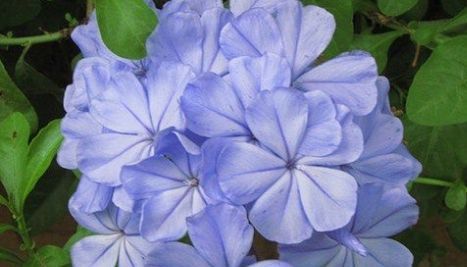  养花@养花不如养这几款，全年开花不断，花开美观又大气，超妖艳，美