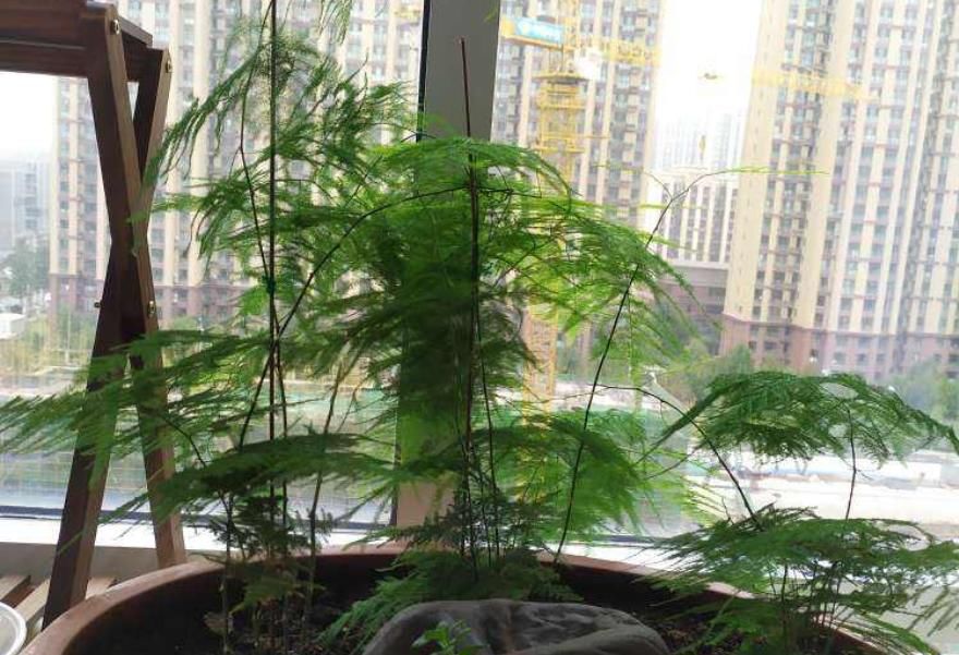  『吉利』都说这花不吉利，我却偏要养，开花后惊艳所有人！