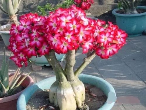  #绿萝#阳台养花选它，花期长达半年，长成老桩开花漂亮，比绿萝还好养
