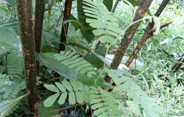  值钱：在深山，有1种珍贵的植物，人称“鸡骨草”，全年可采收，