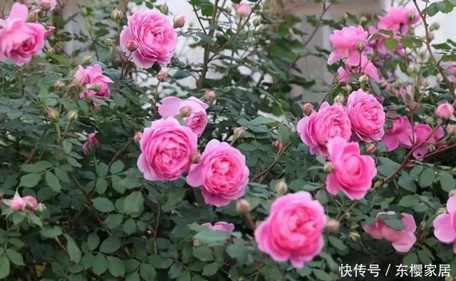 「只养」只养这1种花,就能打造绝美花园和阳台!月季品种和养护要点!