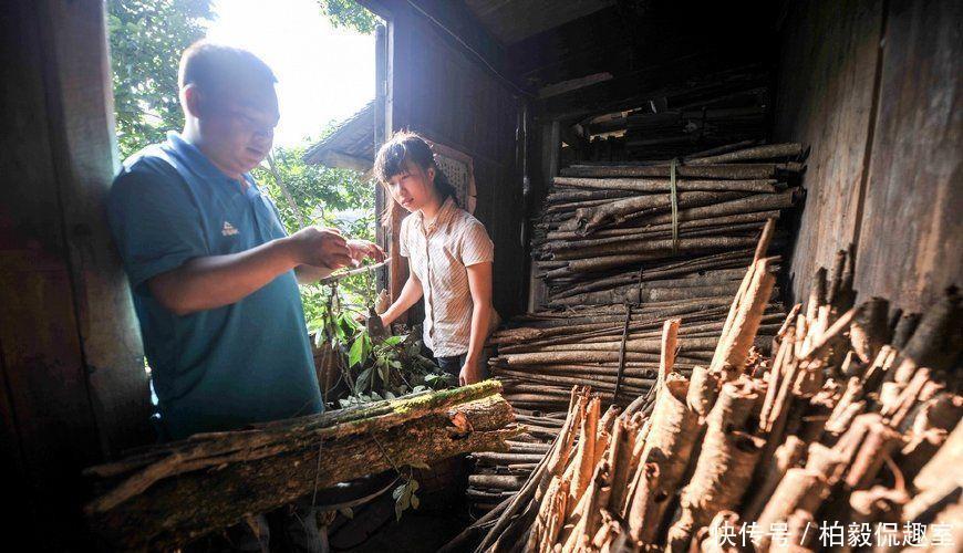  「相依为命」山村九零后女孩, 荒山与父采药相依为命, “狠心”父亲别有用心！