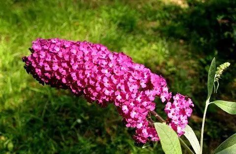  『常见』30种 · 野外常见植物，你叫啥？