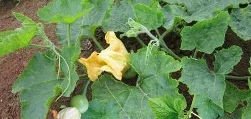  『开花』植物还能预报天气？自然界的神奇花卉植物！