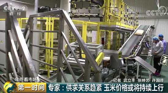 玉米价格高涨背后：东北粮源减少 企业深加工需求旺