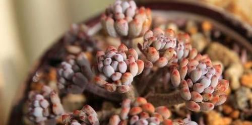 奇葩■多肉植物没'花香'?这4种是'奇葩',自带体香,养护简单