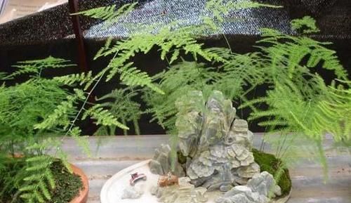  【合适】如何打理文竹合适又实用？4点做到位，植株枝叶繁茂、长得旺