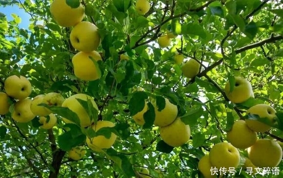  果实：80年代火遍大江南北，后因果实会生锈，跌落神坛，如今销